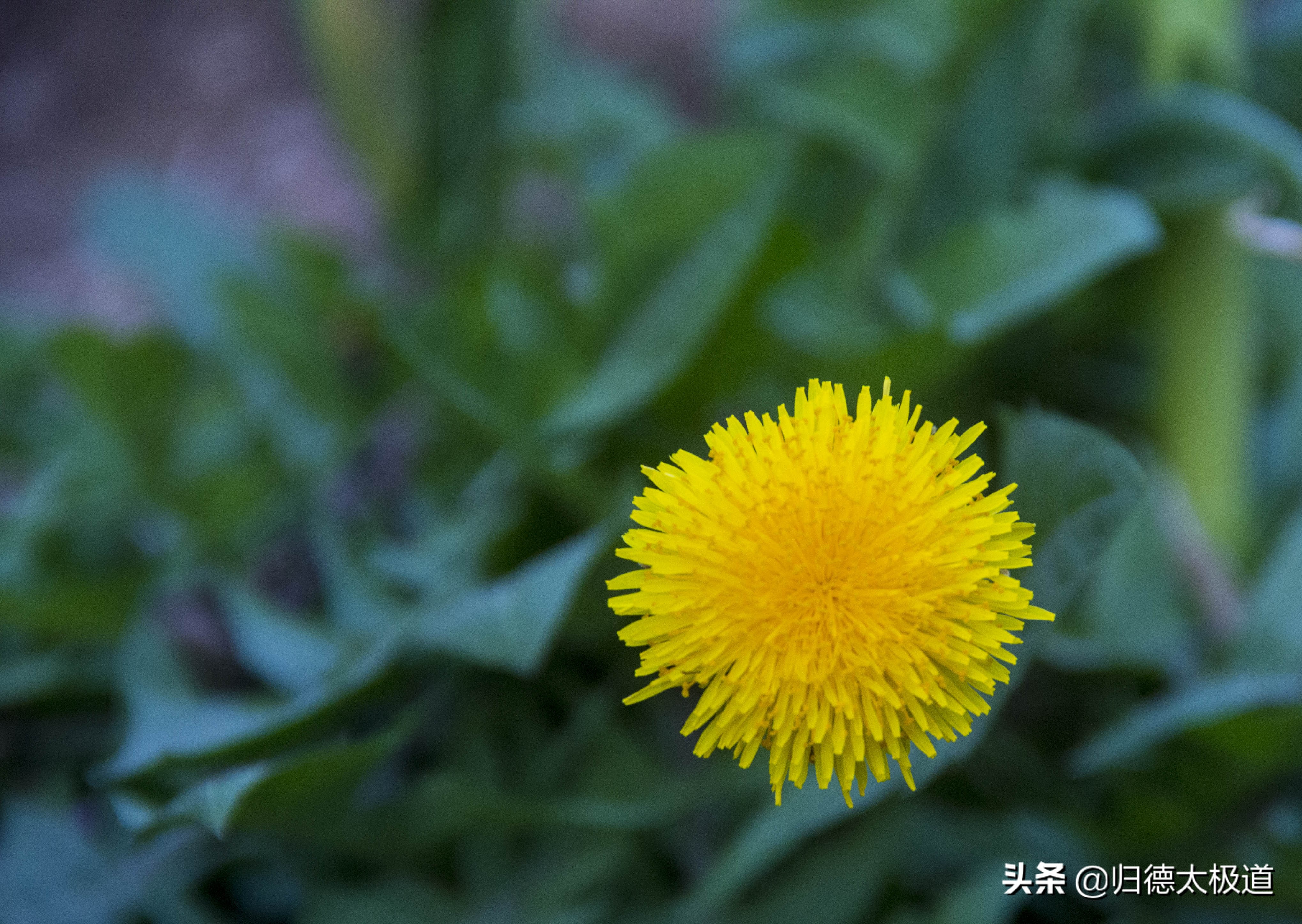 “东风袅，蝶花妖，俏蕊风流自艳摇”。少有人欣赏，它是谁？