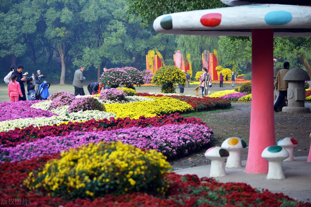 重阳节赏菊正当时，推荐国内这9个地方的赏菊好去处，沉浸式赏花