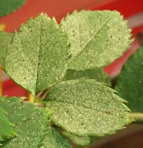 养花长虫子了,养花的水里有虫子怎么杀虫不伤花