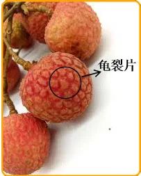 怎样吃荔枝不得荔枝病,吃荔枝会得蛀牙吗