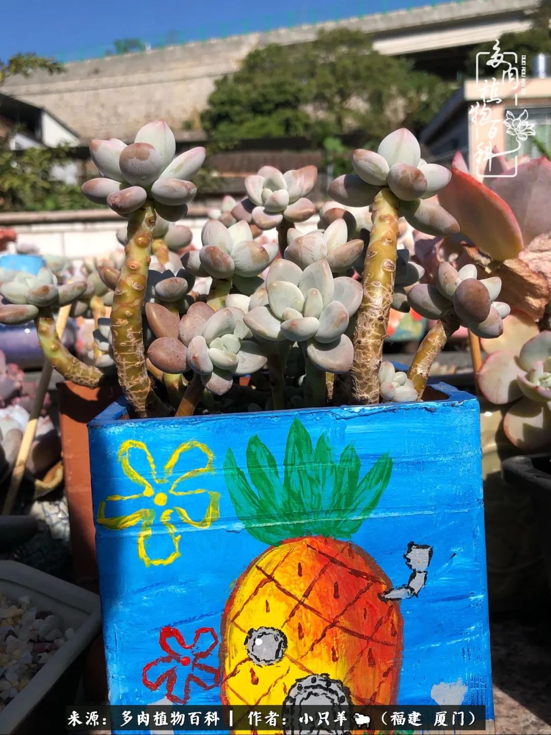 大城小爱:养多肉是个愉快的过程,种下去就有了无尽的期待