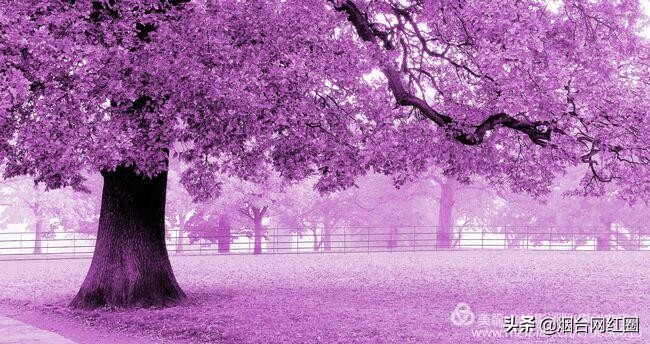 逦迤在乌山脚下，远远地见，邓拓故居院落边上，黛瓦白墙下