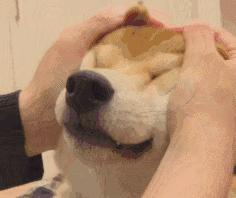 什么样才算纯种狗？纯种狗是怎么培育出来的？