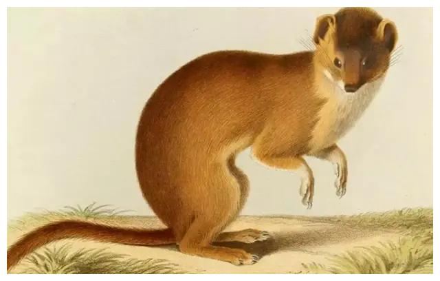 黄鼠狼为什么不敢打死呢,黄鼠狼是怎么打过来的