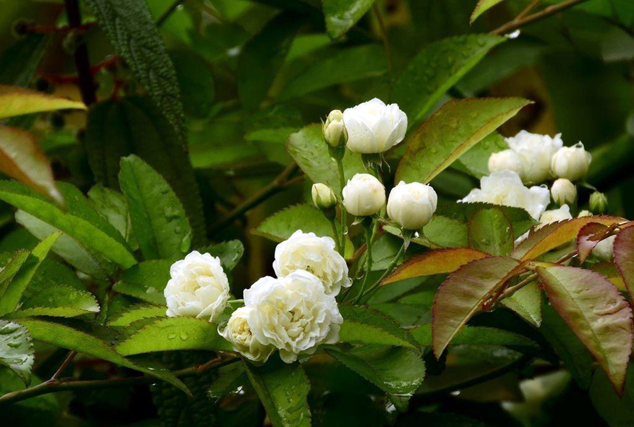 爬藤植物选择有很多,这些有特色的爬藤植物,看看哪些适合你家