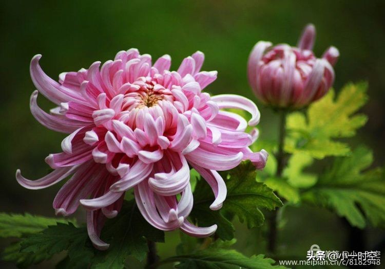 重阳节菊花诗词赏析,重阳节咏菊花的诗句