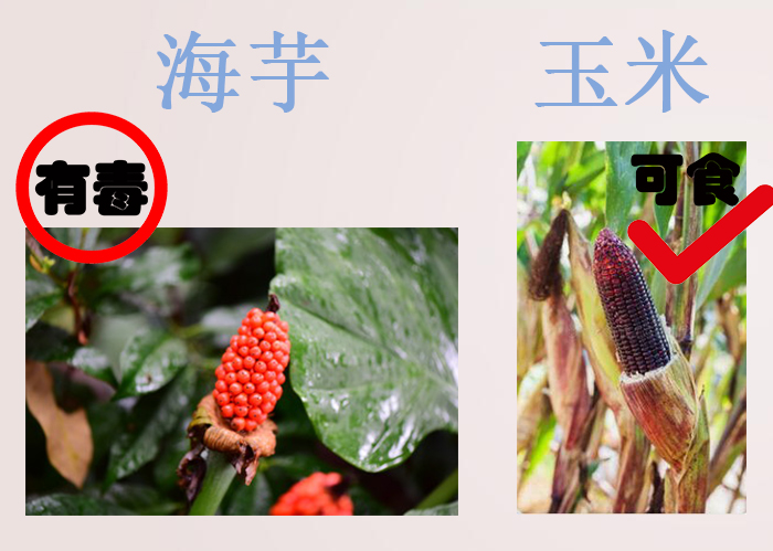 海南食物中毒,三亚吃东西食物中毒媒体曝光