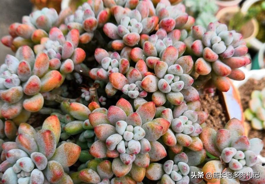 南方夏天闷热多肉,广州潮湿天气多肉怎么养