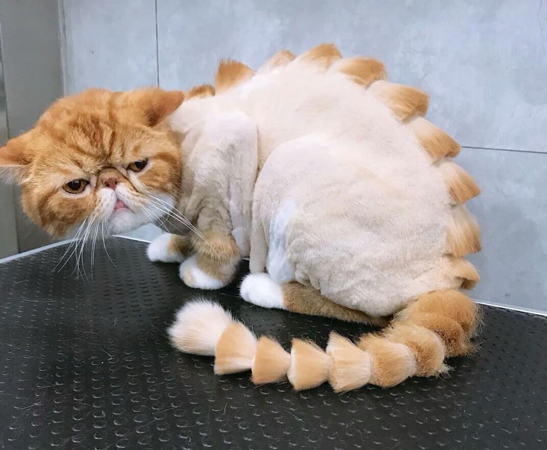 给猫咪剃毛会有哪些危害,一年的猫咪掉毛很严重需要剃毛吗