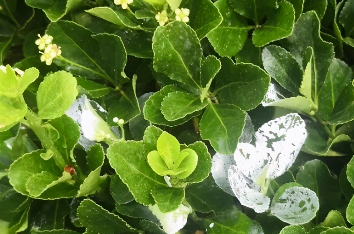 四月份园林植物病虫害防治,五月份园林病虫害防治科普百科