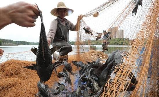 清道夫晒干遇水复活真的假的,清道夫到底是怎么入侵的