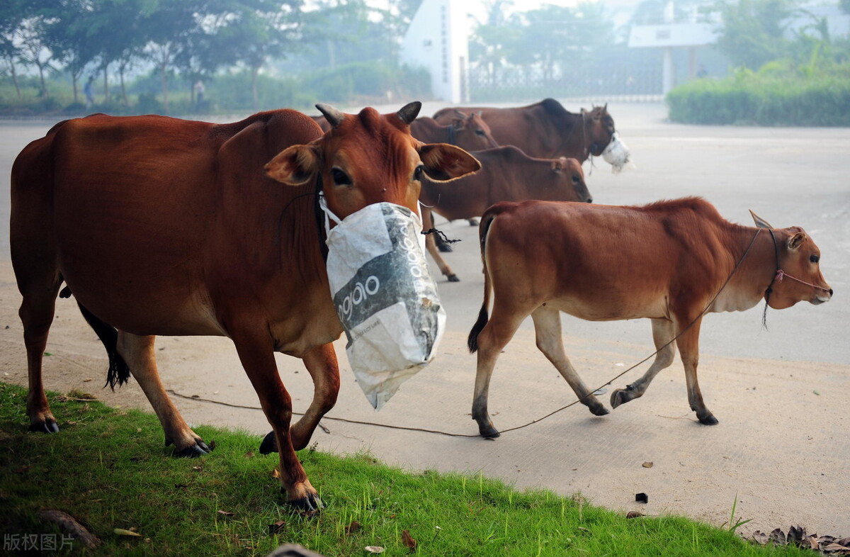 牛急性水肿病,牛恶性水肿的症状和防控措施