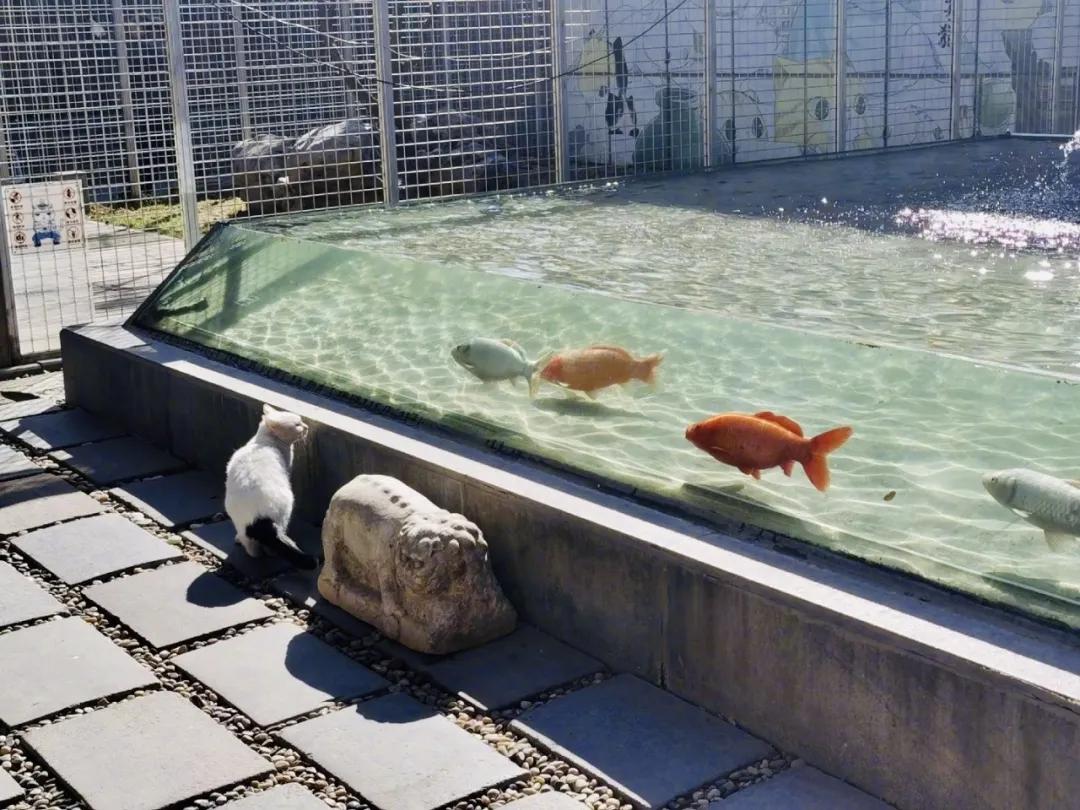 2019年掉缸事件,关于掉缸的事件