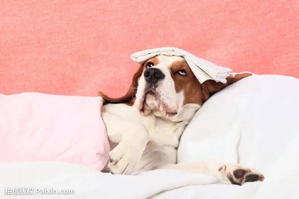 幼犬抽搐口吐白沫查不出犬瘟,狗狗犬瘟抽搐吐大量白沫怎么办