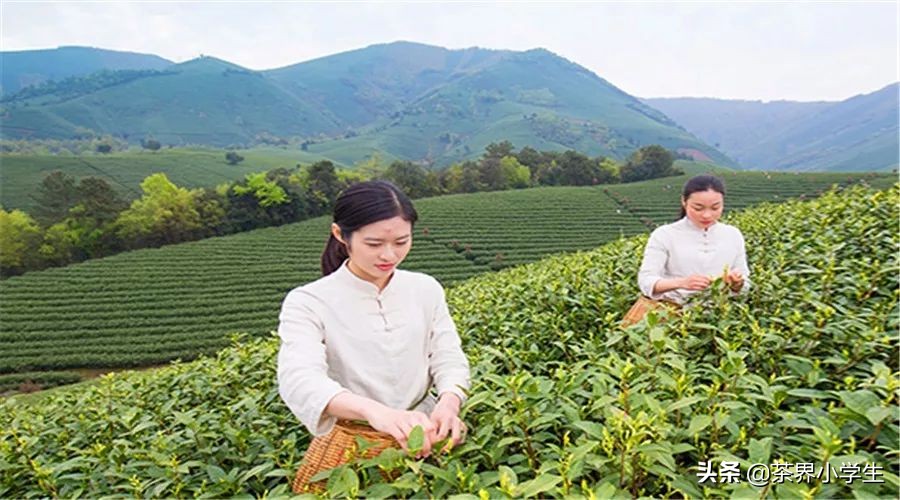 茶叶双十一促销活动发朋友圈,茶叶双十一促销活动流程