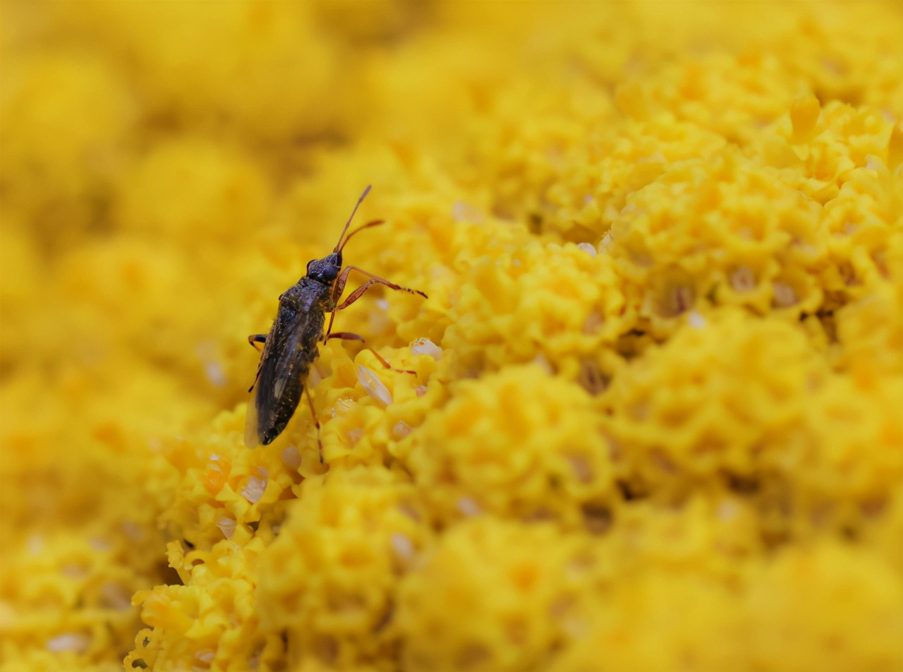 佳能最值得买的三个镜头,佳能全画幅无反推荐