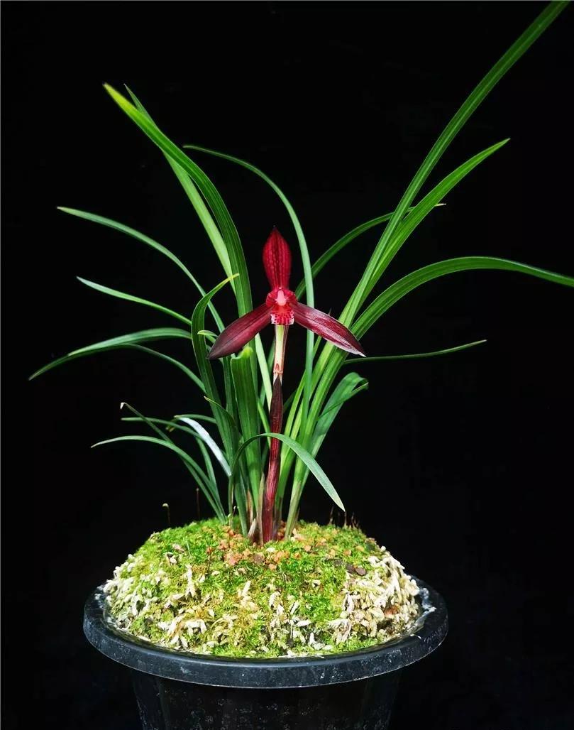 贵州早年下山的一颗血红花春兰,曾千金难买一苗