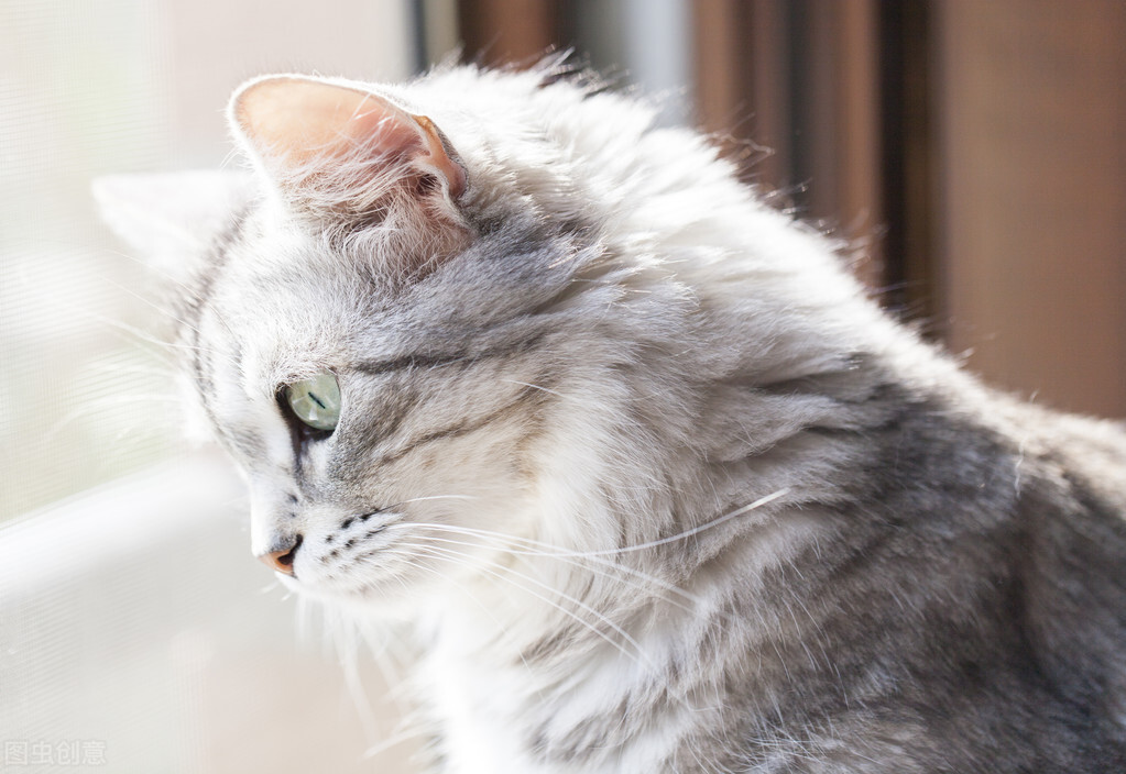 养猫经验分享新猫到家,养猫攻略新手养猫注意事项