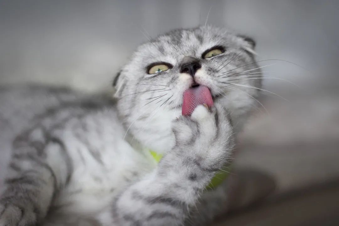 猫咪舌头有溃疡，怎么办？