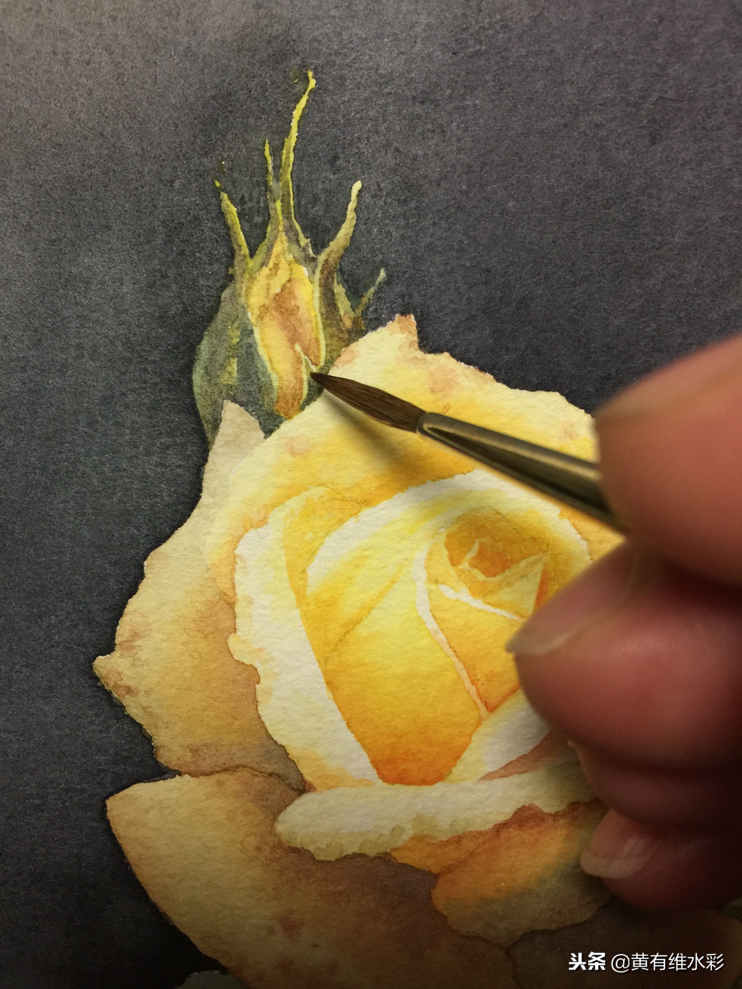 零基础入门水彩的基本画法,黄玫瑰水彩晕染