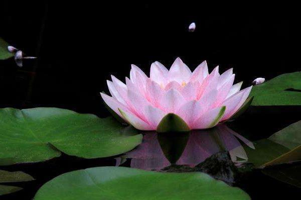 睡莲为啥叫睡莲,睡莲为什么叫睡莲是很爱睡觉吗