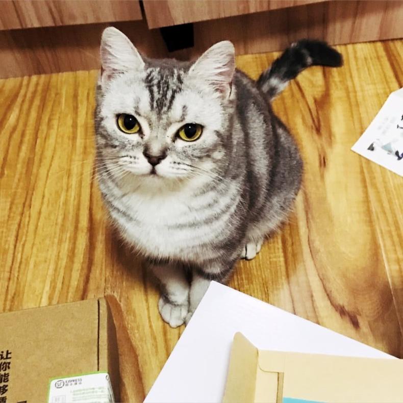 猫咪在家里乱拉尿怎么办,猫咪尿尿向后喷怎么解决