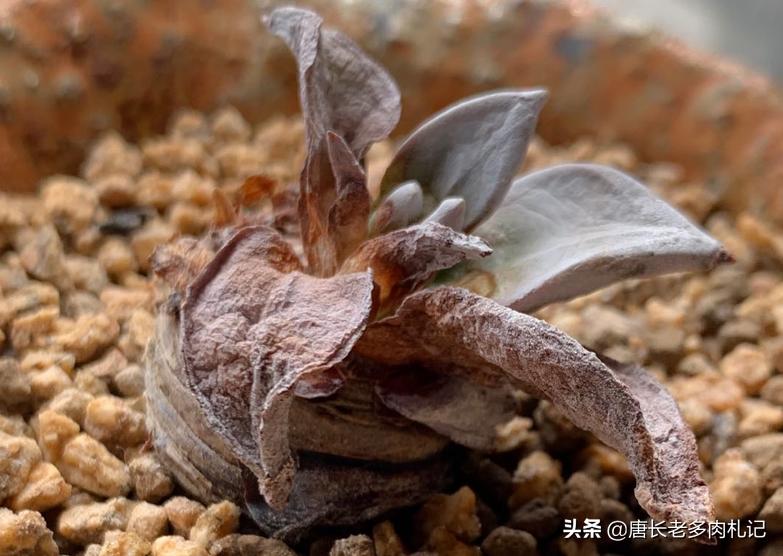 多肉叶片坏了就会死吗？不一定，但表明多肉已经有问题需即刻处理
