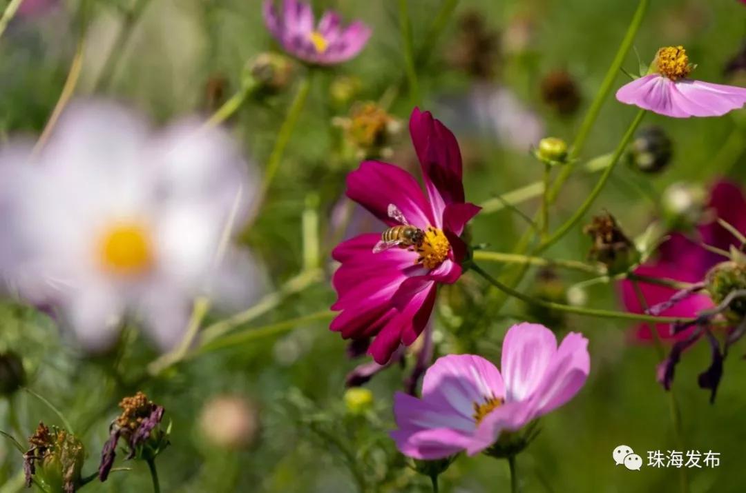 2020美到窒息！珠海的冬天，美炸了