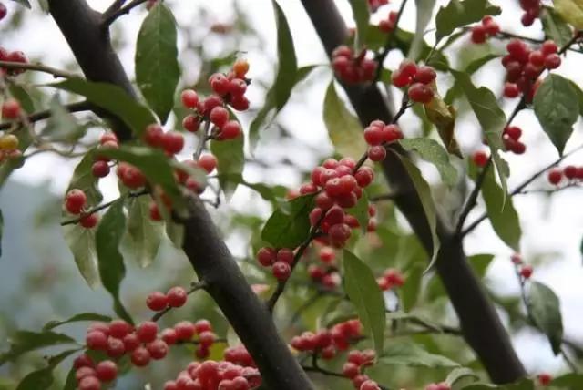 云南特产山货血三七,云南独有的44种野菜