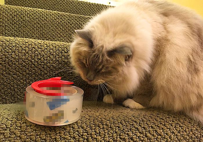 猫咪尿频尿血最便宜的解决方法,猫咪尿频尿急最快最便宜解决方法