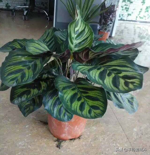 适合客厅养的容易养的绿植,适合客厅养的四季绿植好养