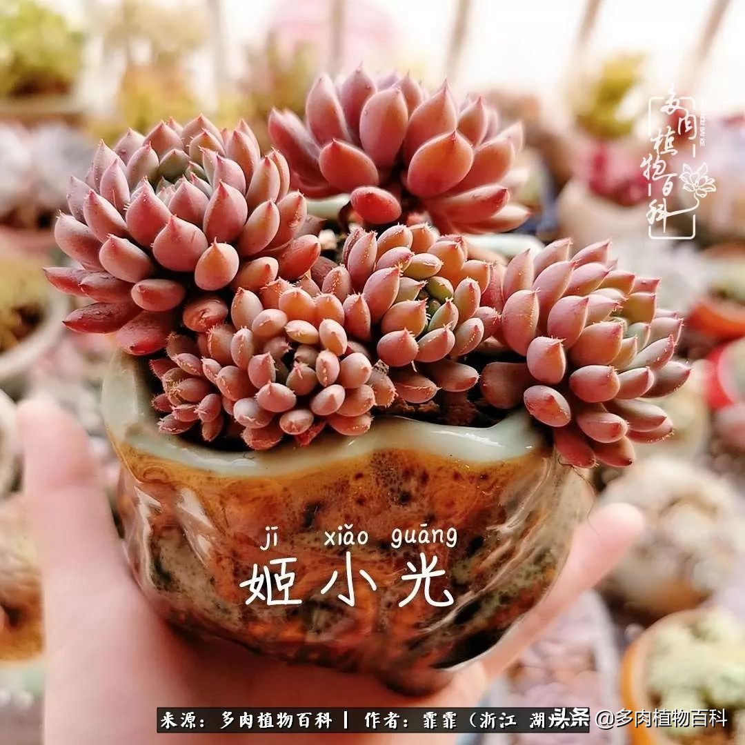 包邮区多肉度夏养护心得,阳台党养多肉怎么度夏