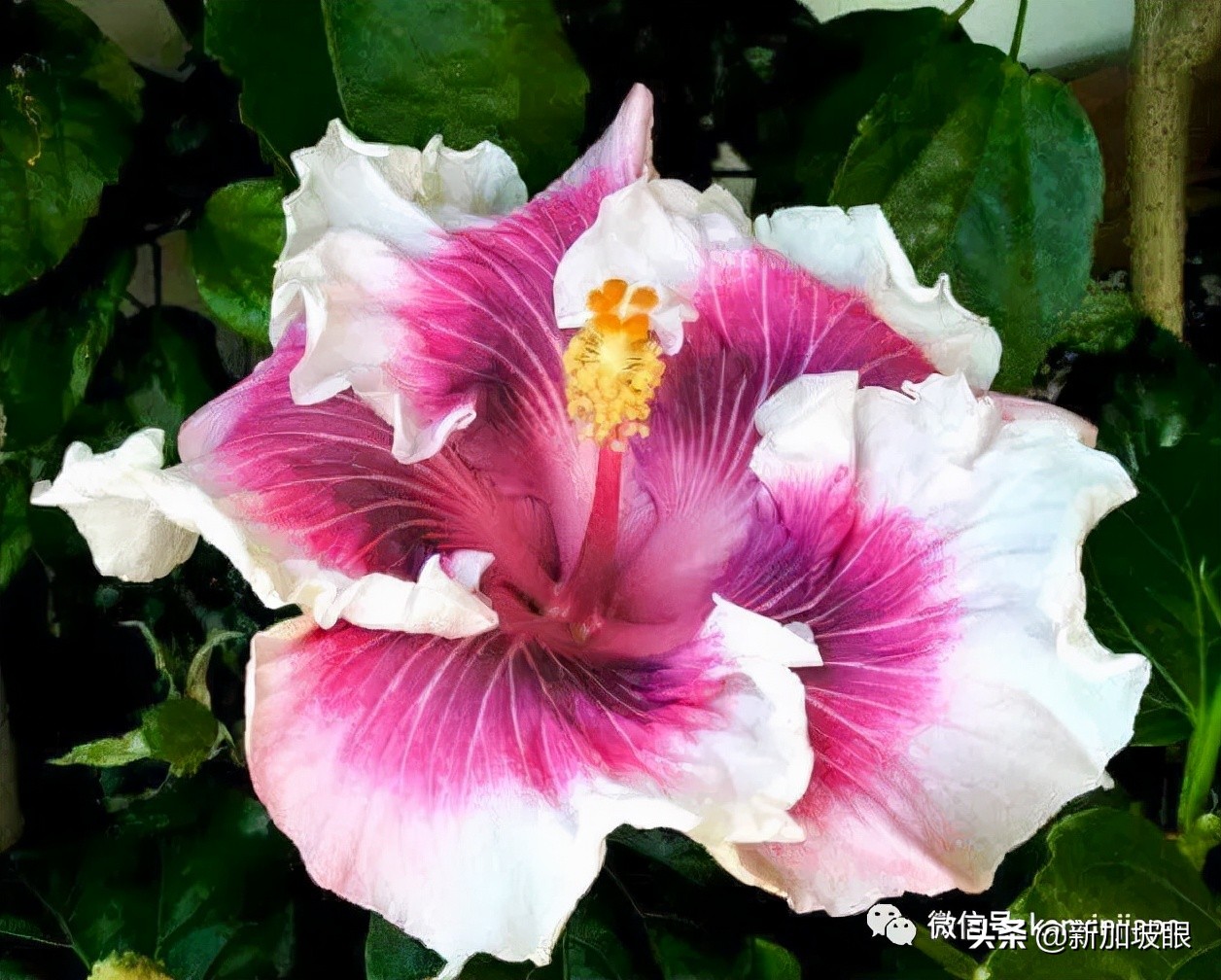 扶桑花和木槿花的区别图片,扶桑木槿花图片