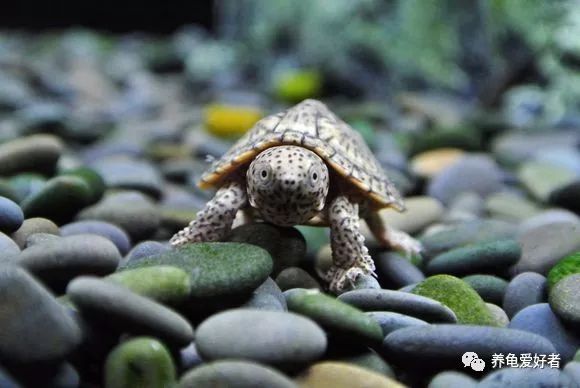冷水龟皮实好养的推荐,便宜皮实好看的国龟