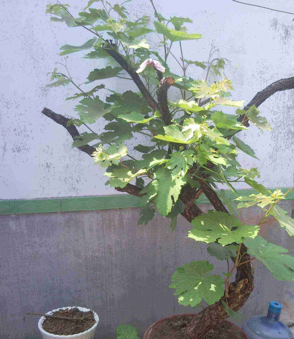 盆栽葡萄如何扦插,盆栽葡萄剪枝最好的方法