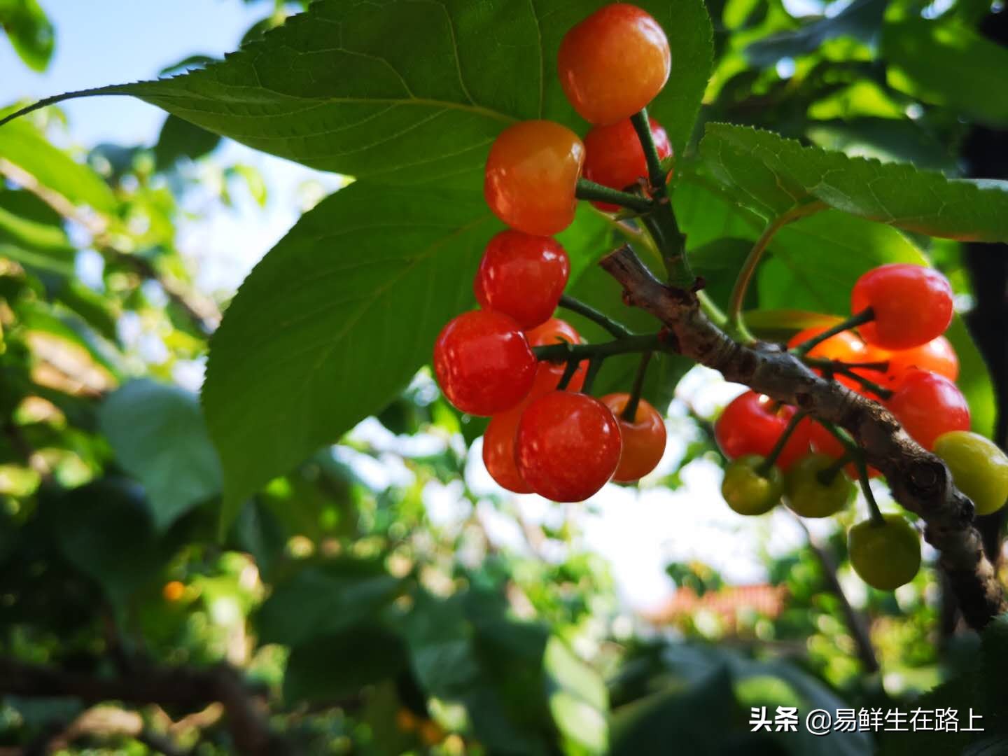 最美四月摘樱桃,五月份去哪里摘樱桃最好