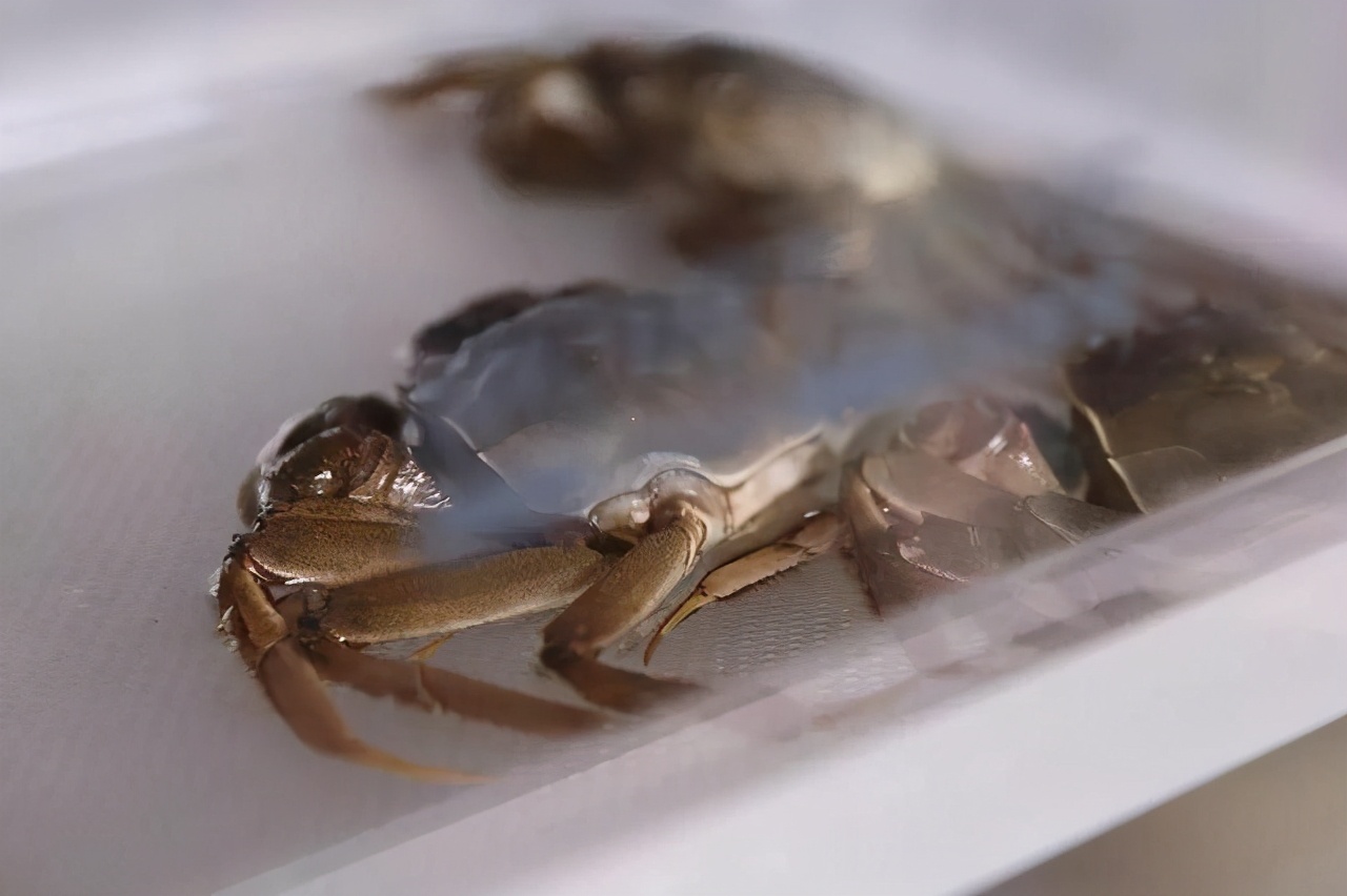 螃蟹买回来吃不完怎么存放,买回来的螃蟹暂时不想吃怎样保鲜