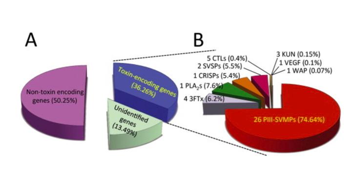 被非洲树蛇咬到会怎么样？他作死尝试，全身寒冷，体内大出血而亡