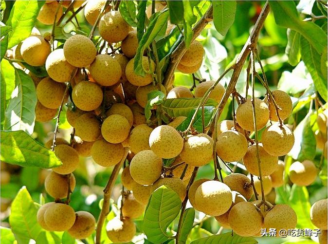 夏天，爱吃龙眼的要注意，牢记“四个一”，教你挑香甜多汁的龙眼