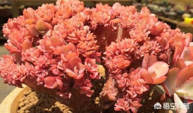 多肉水浇多了有什么表现,多肉水浇多了是什么样