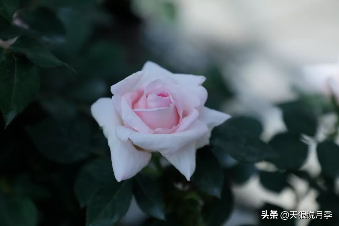 都说“最美人间四月天”，应该就是月季开花的模样吧！