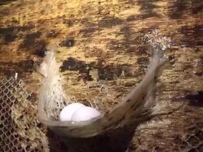 印尼燕窝跟马来燕窝哪个好,sohealthy燕窝是印尼燕窝吗