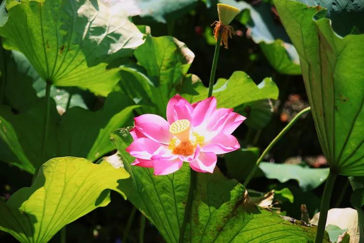 单反快速入门索尼,单反自动挡是哪个