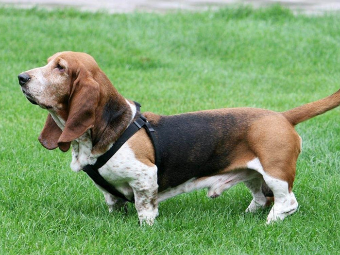 狗狗掉牙应注意什么,狗狗掉牙要注意什么