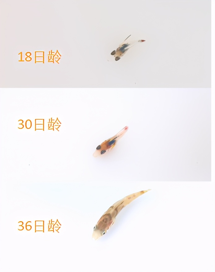 珍珠龙胆石斑鱼苗用鱼初乳种苗料效果探究