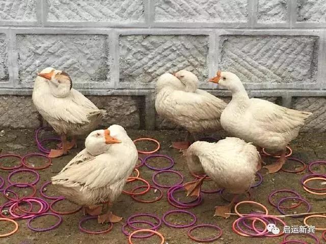 新宾猴石最新消息,新宾满族开山节是哪天