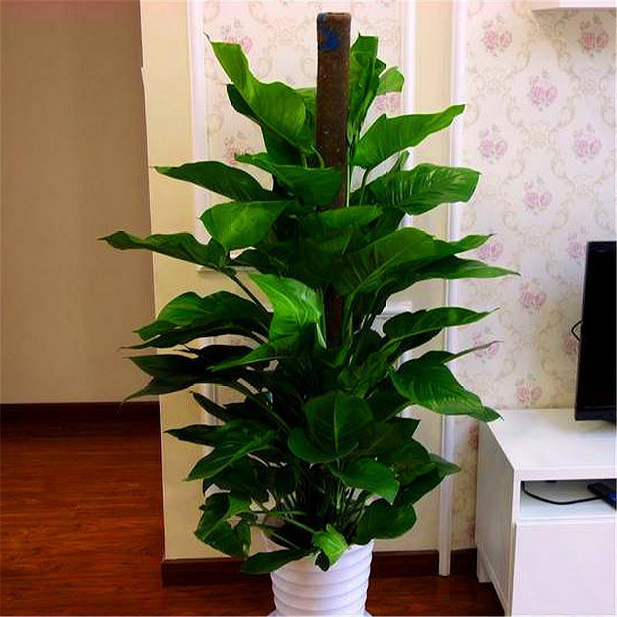 绿萝大叶子和小叶子,大叶绿萝叶子稀少