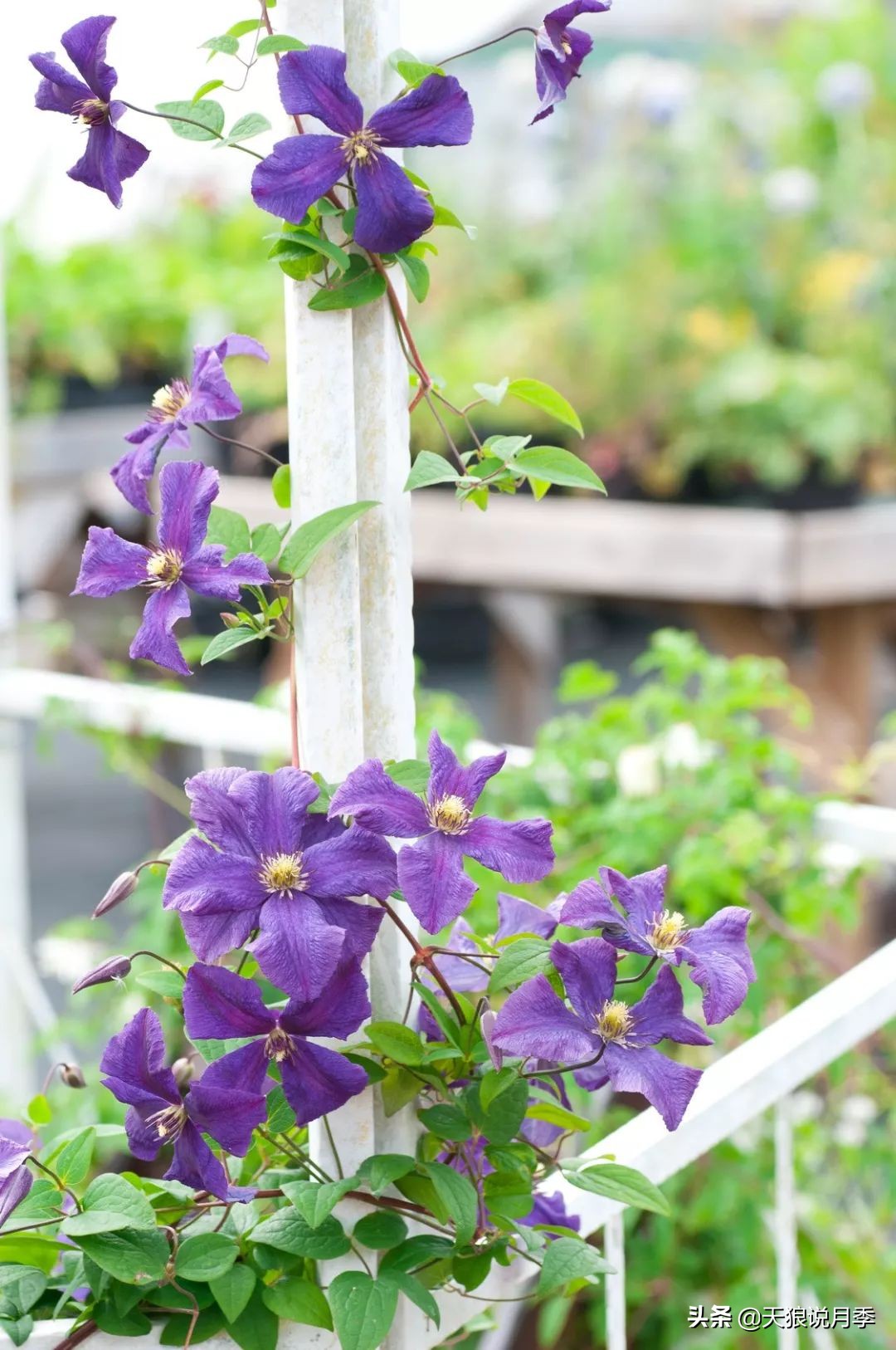 铁线莲折扣,铁线莲哪款值得入手