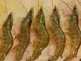 开海特价海鲜,开海的海鲜视频