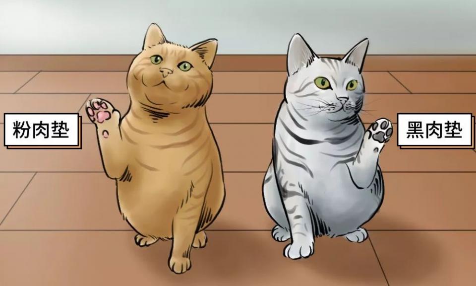 城市里养猫的人非富即贵,有多少人养猫家里有钱了